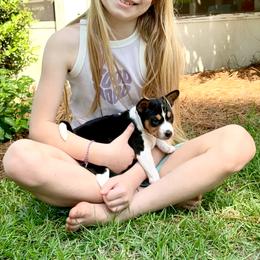 Basenji Puppies from Blue Diamond Basenjis