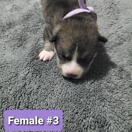 Siberian Husky Puppies from Sunrise Siberians