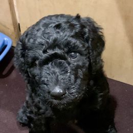 Goldendoodle and Poodle Puppies from Breedadoodle