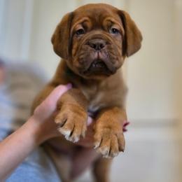 Green Boy - Red male Dogue de Bordeaux puppy in Michigan from Boondocks Bordeaux