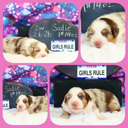 MerSadies - Red merle female Toy Australian Shepherd puppy in Levelland, Texas from Once Upon a Time Aussies