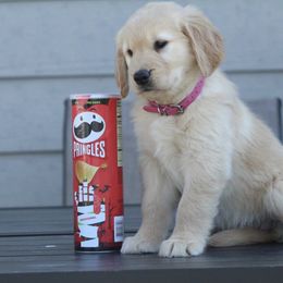 Australian Shepherd and Golden Retriever Puppies from Sterling Valleys Goldens and Aussies