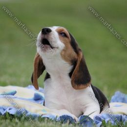 Beagle and Boston Terrier Puppies from Marti Acres ~ Boston Terrier & Beagles