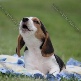 Beagle and Boston Terrier Puppies from Marti Acres ~ Boston Terrier & Beagles