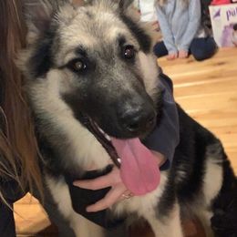 German Shepherds from A True Treasure