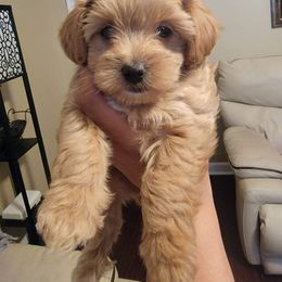 Maltese, Maltipoo, and Poodle Puppies from Healing Pawz LLC