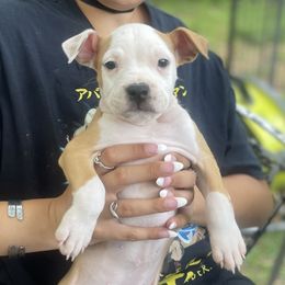 Elvira - Fawn female American Staffordshire Terrier puppy in Monroe, Georgia from Irresistibull Staffords