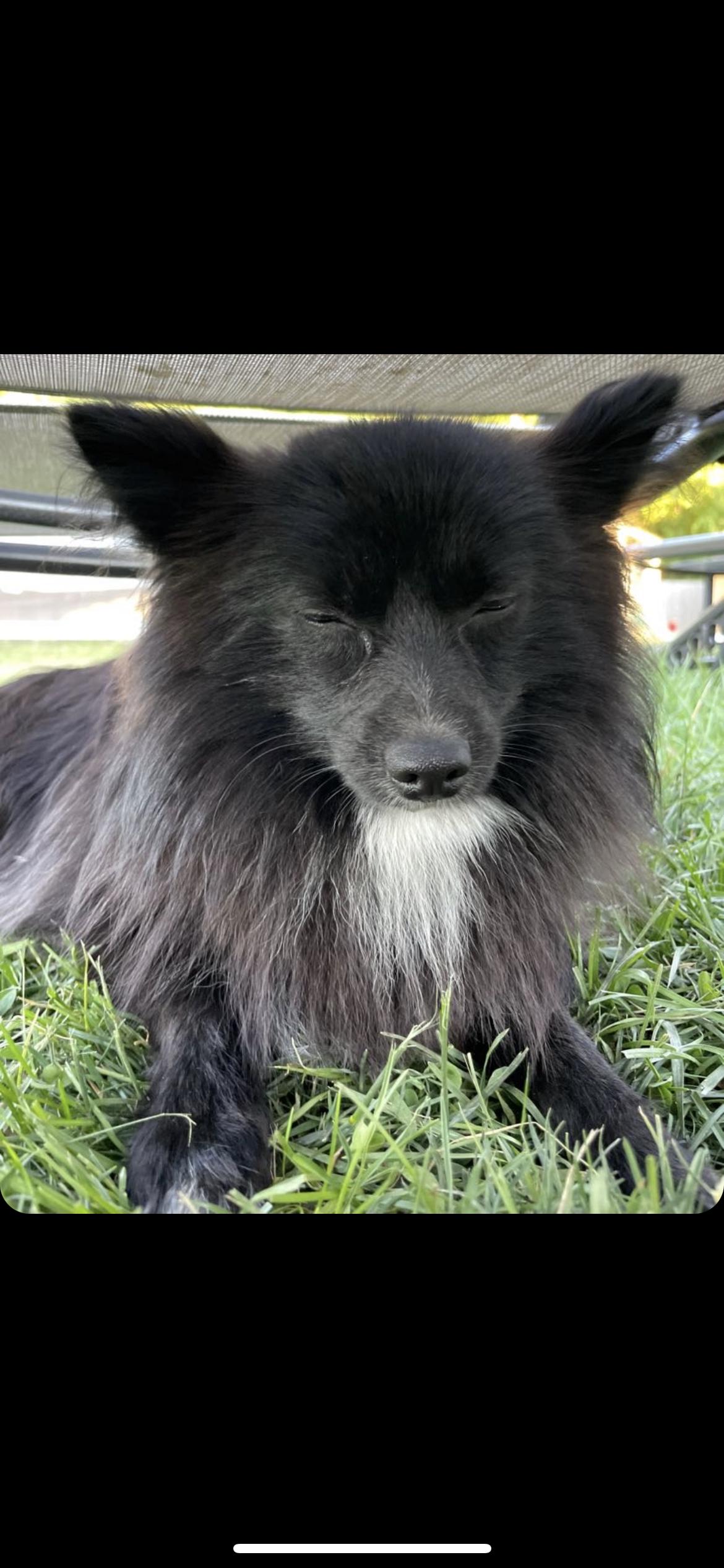 Mount Hope Siberians in Rhode Island Pomeranian, Pomsky or Siberian