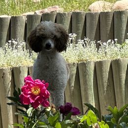 Poppy - Goldendoodle