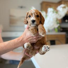 Romeo - Cream male Goldendoodle puppy in Farmington, Utah from Happy Day Doodles