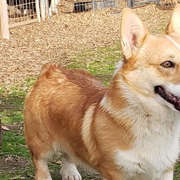 Pembroke Welsh Corgis from Ponderosa Pembrokes