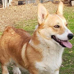 Pembroke Welsh Corgis from Ponderosa Pembrokes