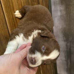 Miniature Australian Shepherd Puppies from 7UL Mini Aussies