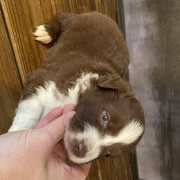 Miniature Australian Shepherd Puppies from 7UL Mini Aussies