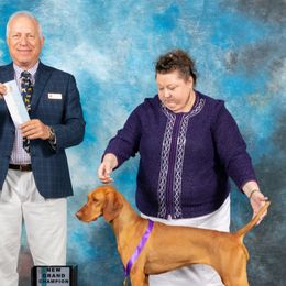 German Shorthaired Pointers and Vizslas from Woodbine Vizslas and German Shorthaired Pointers