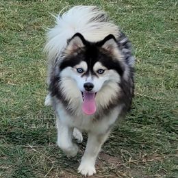 Lotus - Pomsky