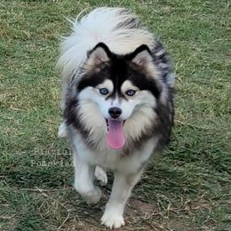 Lotus - Pomsky