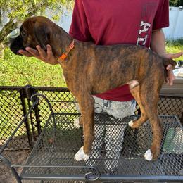 OJ 1100.00 - Brindle male Boxer puppy in S AI Nt Cloud, Florida from SMART AKC Boxers