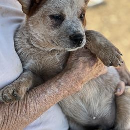 Cyrus - Australian Cattle Dog puppy in Menifee, California from CLS Australian Cattle Dogs