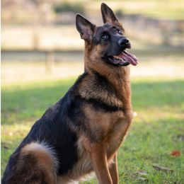 Khaleesi - German Shepherd