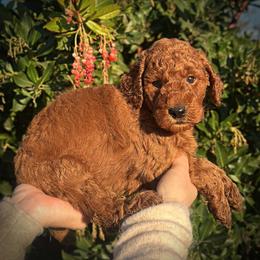 Orange Collar Girl - Red  female Poodle puppy in Modesto, California from Dry Creek Poodles