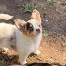 Stuart - Merle male Chihuahua puppy in Seneca, Missouri from Stephanie’s Puppy Colony