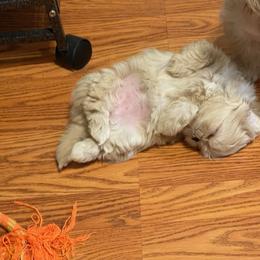 Shih Tzu Puppies from Marlene Kenney's Shih Tzus