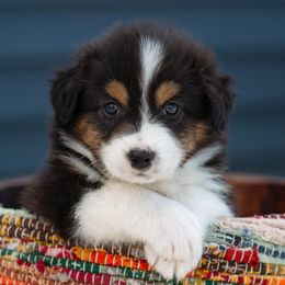 Runty - Black tri-color male Australian Shepherd puppy in Petoskey, Michigan from Hilltop Aussies