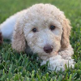 Theodosia - Cream female Goldendoodle puppy in Tybee Island, Georgia from Castaway Doodles