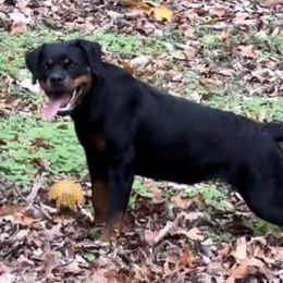 Rottweilers from Musikstadt Rottweilers