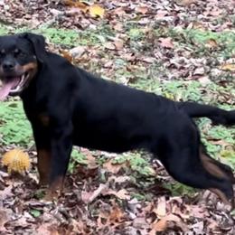 Rottweilers from Musikstadt Rottweilers