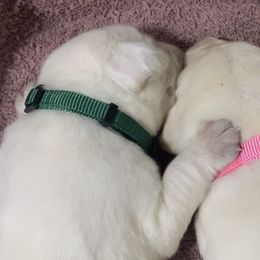 Labrador Retriever Puppies from Ruckus Family Labs