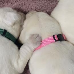 Labrador Retriever Puppies from Ruckus Family Labs