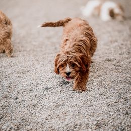 Cavapoo, Cavapoochon, and Companion Cross Puppies from Habibi Bears