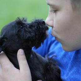 Remi - Black female Miniature Schnauzer puppy in Snowflake / Phoenix, Arizona from Snowflake Schnauzers