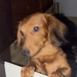 Dachshunds from Adventures of Doxies