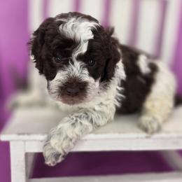 Reese - Parti male Goldendoodle puppy in Decatur, Tennessee from Diamond's Doodles