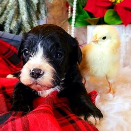 Cavalier King Charles Spaniel and Cavapoo Puppies from Sunset Valley Cavaliers