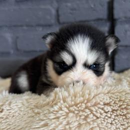 Girl 4 - Black and white female Pomsky puppy in Mesa, Arizona from Platinum Pomskies