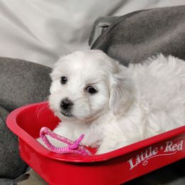 Gigi - White female Coton de Tulear puppy in Westfield, North Carolina from Legacy Pets