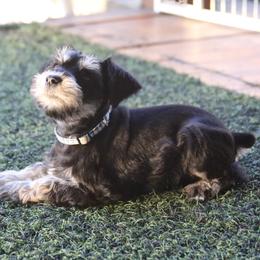 Bliss - Black and silver female Miniature Schnauzer puppy in San Bernardino, California from Rose Lane Schnauzers