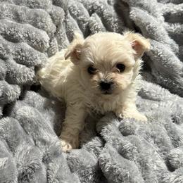 Squirt - Cream male Maltipoo puppy in Crosby, Texas from Painted Rose Poodles and Doodles