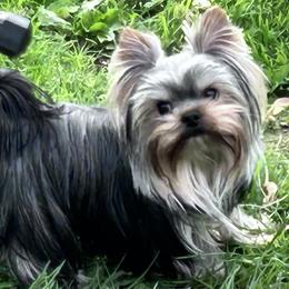 Yorkshire Terriers from Lil Country Gems Yorkies