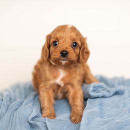 Rose - Red female Cavapoo puppy in Daphne, Alabama from Harper Doodles