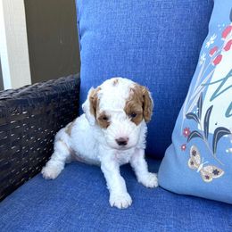 Daisy - Parti female Poodle puppy in West Bountiful, Utah from Utah Mountain Doodles