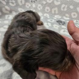 Jupiter - Dapple male Dachshund puppy in Tonopah, Arizona from Desert Diamond Dachshunds