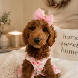 Frenchie - Red  female Goldendoodle puppy in Decatur, Texas from Scherrer Sweet Goldendoodles