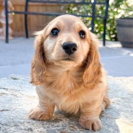 Winifred - Red female Dachshund puppy in Redding, California from Jean & Mae Doxies