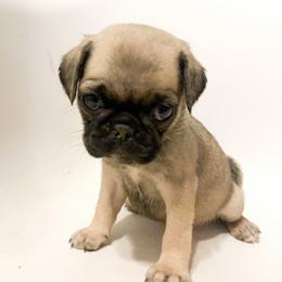 Maisy (pink) - Fawn female Pug puppy in Hereford, Arizona from Broken Road Ranch Pugs
