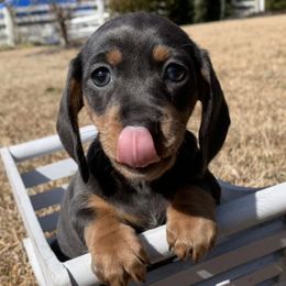 Dachshunds from Gena’s Dachshunds